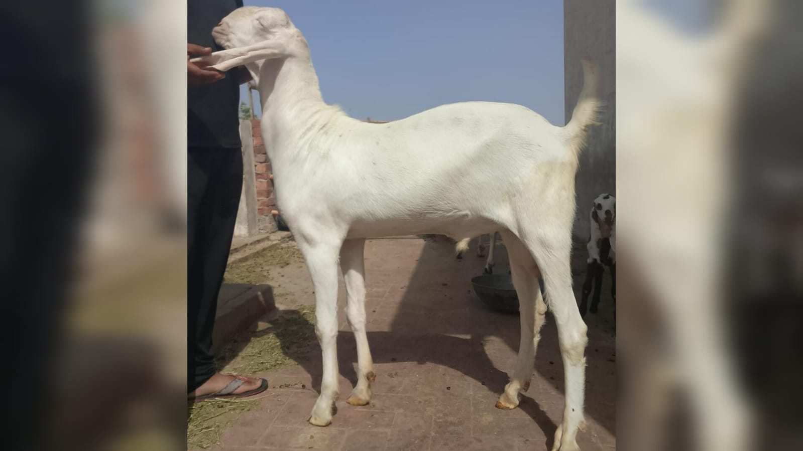 Bholu