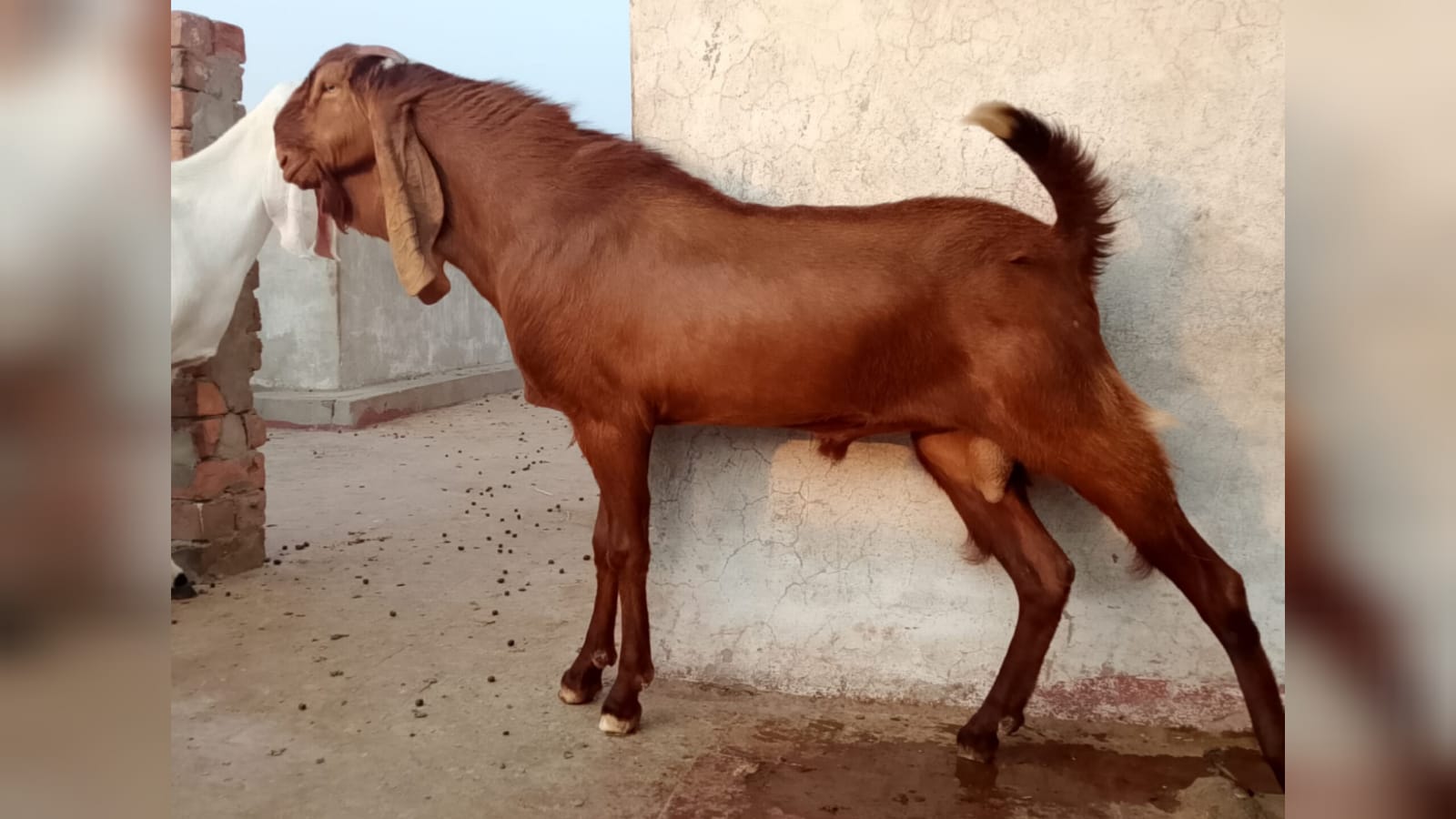 Sultan