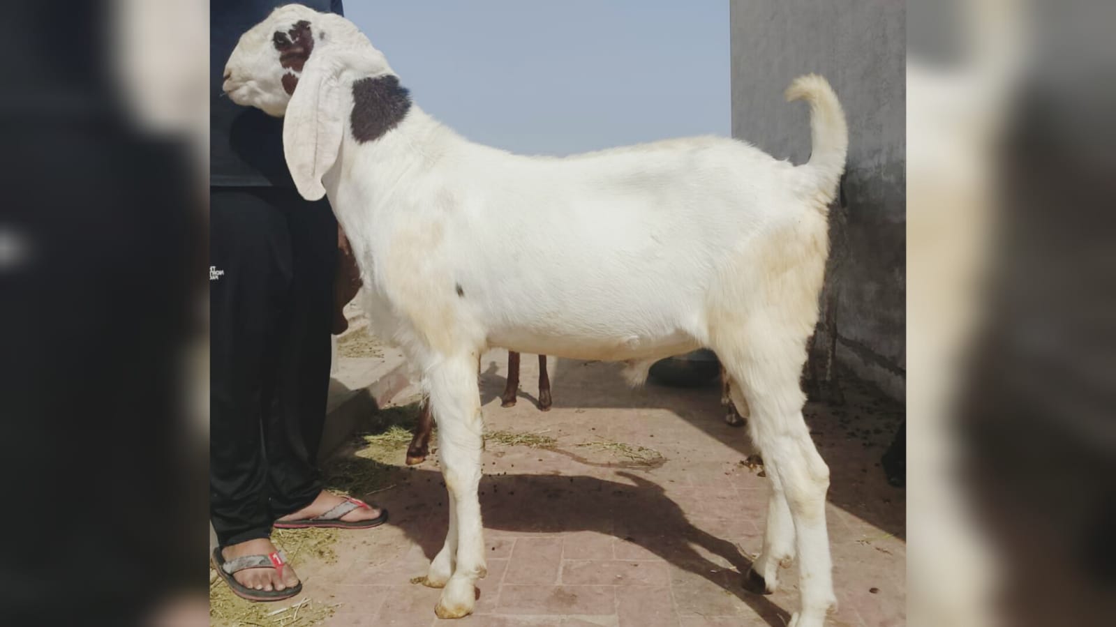 Sheru